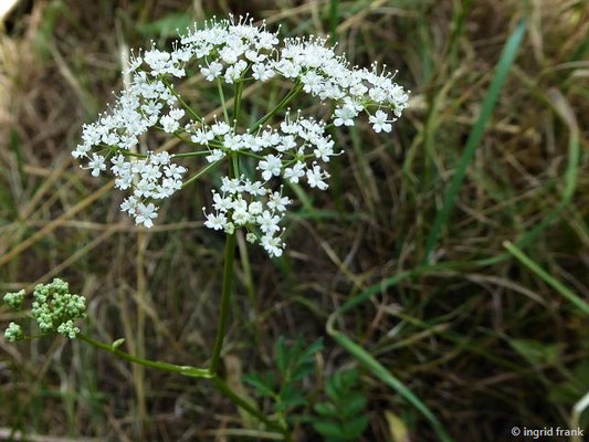 Pimpinella major - Große Bibernelle