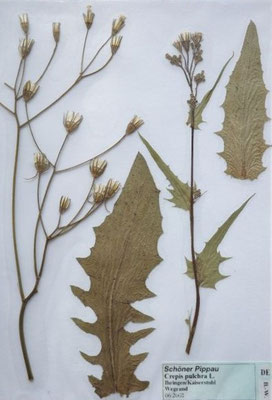 Crepis pulchra / Schöner Pippau, Glanz-Pippau   (Herbarium Dr. Wolf von Thun)