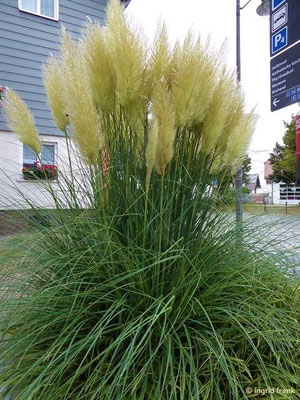 Cortaderia selloana / Pampasgras