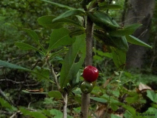 Daphne mezereum / Gewöhnlicher Seidelbast   (20.06.2017; Zollernalb oberhalb von Albstadt-Ebingen)    