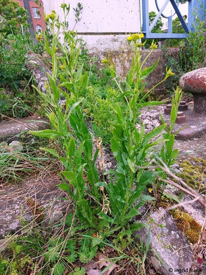 Rorippa austriaca - Österreichische Sumpfkresse