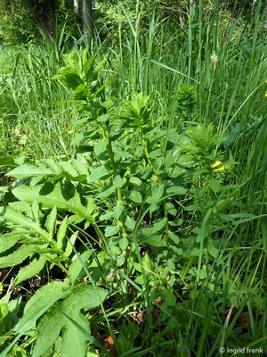 Euphorbia stricta / Steife Wolfsmilch    (01.06.2019; Lochmoos, Altdorfer Wald)