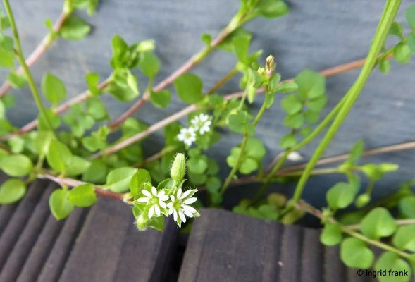 Stellaria media / Vogelmiere  (06.04.2018; Weingarten, meine Dachterrasse im 4. Stock)