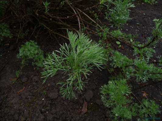 Artemisia abrotanum - Eberraute