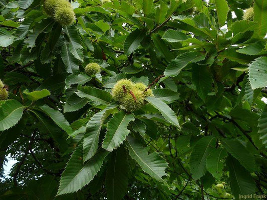 Castanea sativa / Ess-Kastanie    VI