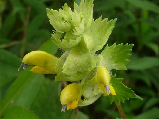 Rhinanthus alectorolophus / Zottiger Klappertopf