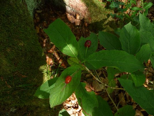Cornus mas / Kornelkirsche 