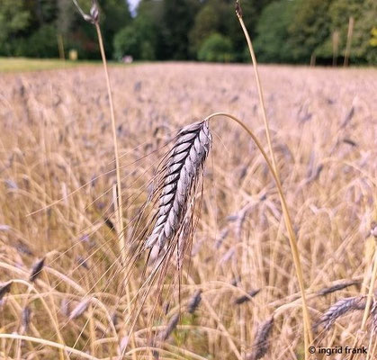 Triticum spec. (10-20 Arten)