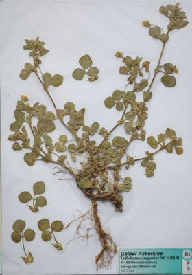 Trifolium campestre / Feld-Klee  (05/2009; Wyhl, Oberrheinebene)  (Herbarium Dr. Wolf von Thun)