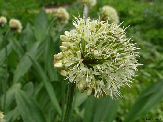 Allium victorialis / Allermannsharnisch (Botanischer Garten Berlin)    VII-VIII