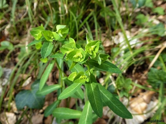 Euphorbia platyphyllos / Breitblättrige Wolfsmilch    VII-VIII