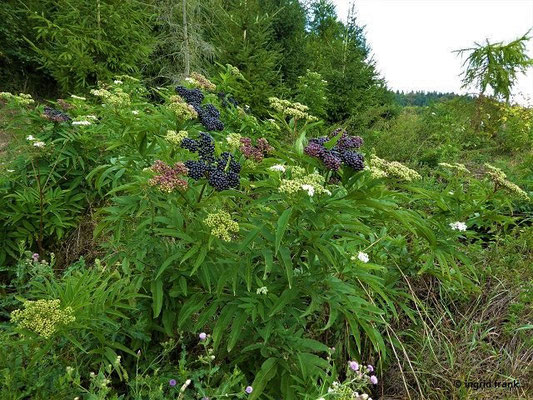 Sambucus ebulus / Zwerg-Holunder, Attich    V-IX