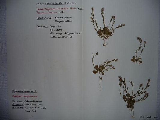 Polygala amara / Bitteres Kreuzblümchen    V-VI