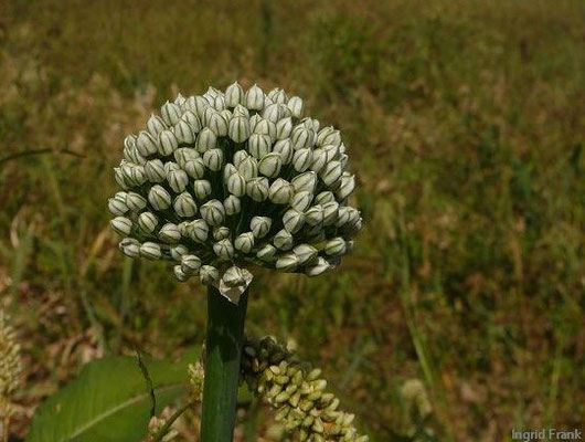 FÜR VIEH GIFTIG:  Küchen-Zwiebel / Allium cepa;  Familie: Lauchgewächse / Alliaceae