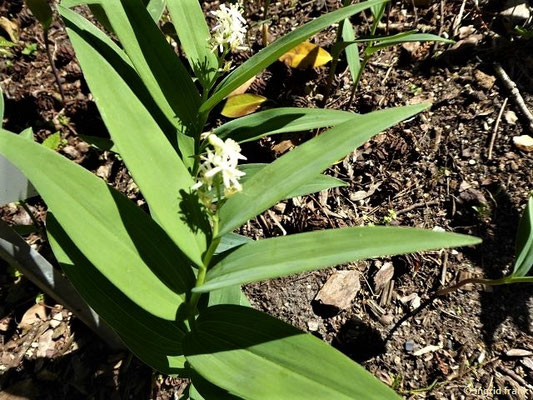 Maianthemum stellatum / Sternfrmiges Durftsiegel (06.05.2018 - Botanischer Garten Universität Potsdam)
