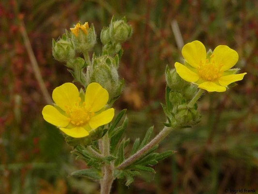 Potentilla argentea / Silber-Fingerwurz