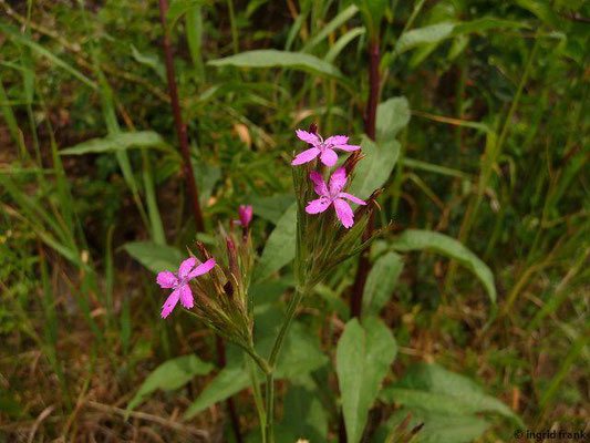 Dianthus armeria / Raue Nelke
