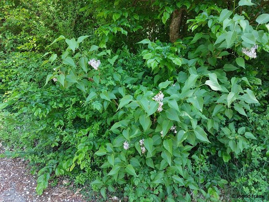 Syringa vulgaris / Gewöhnlicher Flieder