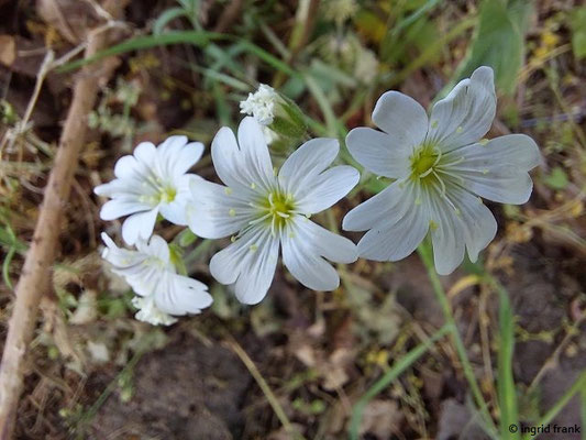 Cerastium arvense / Acker-Hornkraut