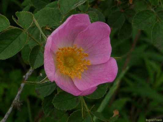 Rosa canina / Hunds-Rose    V-VII