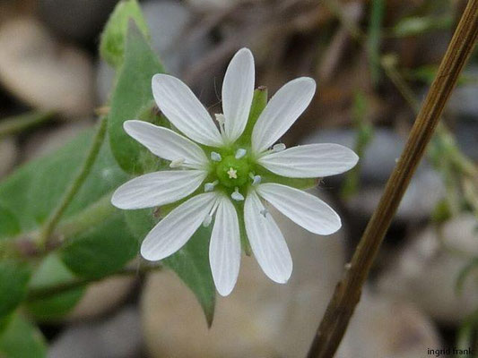 Stellaria aquatica / Gewöhnlicher Wasserdarm    VI-X