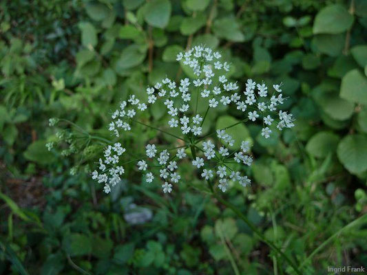 Pimpinella saxifraga / Kleine Bibernelle