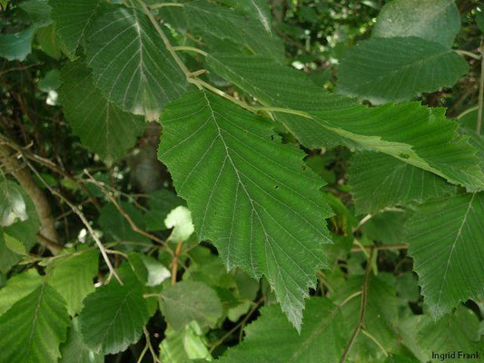 Alnus incana / Grau-Erle