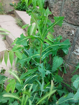 25.05.2025 - Heidelberg, nördliches Neckarufer
