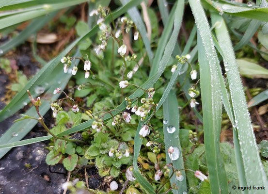 Draba verna / Frühlings-Hungerblümchen   (06.03.2024; Leimen)