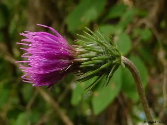 Carduus defloratus - Berg-Distel