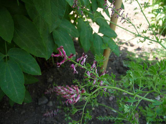 Fumaria officinalis / Gewöhnlicher Erdrauch (Apothekergarten Leipzig)    V-X