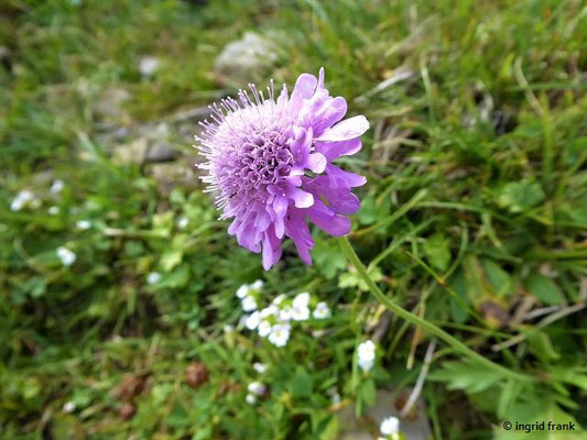 Scabiosa lucida / Glanz-Skabiose    VII-IX