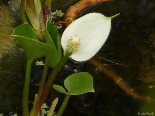 05.05.2014 - Botanischer Garten Berlin