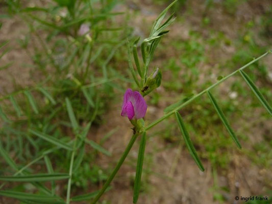 Vicia angustifolia / Schmalblättrige Wicke    V-VII