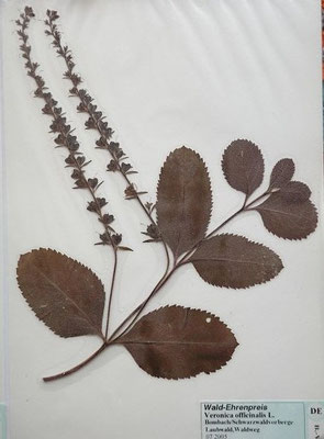 Veronica officinalis / Echter Ehrenpreis (07/2005; Brombach, Schwarzwaldvorberge)  (Herbarium Dr. Wolf von Thun)