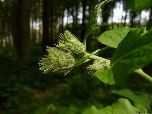 Arctium minus / Kleine Klette