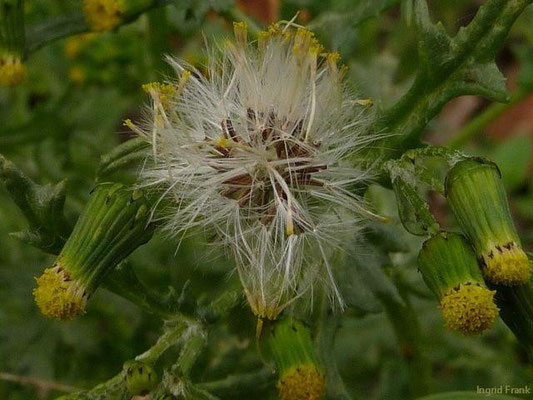 14.10.2012-Senecio vulgaris - Gewöhnliches Greiskraut oder Kreuzkraut