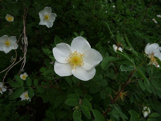 Rosa spinosissima / Pimpinell-Rose   V-VI