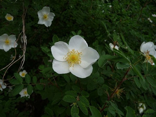 Rosa spinosissima / Pimpinell-Rose   V-VI