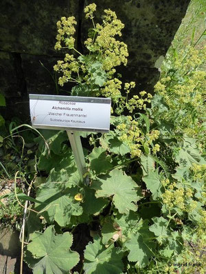 Alchemilla mollis - Weicher Frauenmantel  (20.06.2022; Botanischer Garten der Universität Konstanz)