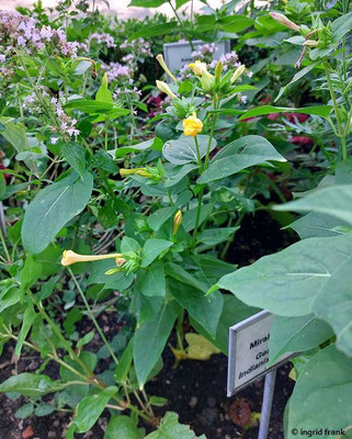 Mirabilis jalapa / Wunderblume  (14.08.2024; Eichstätt, Willibaldsburg, Bastionsgarten)