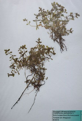 Callitriche palustris / Sumpf-Wasserstern    IV-X    (Herbarium Dr. Wolf von Thun)