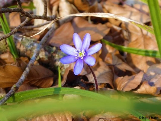 Hepatica nobilis / Leberblümchen