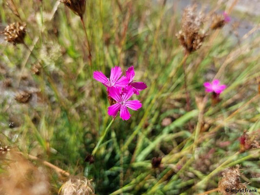 Dianthus carthusianorum / Kartäuser-Nelke  (15.09.2025; Rotweinwanderweg bei Dernau)