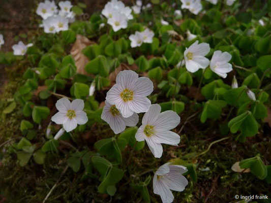 FÜR VIEH GIFTIG:  Wald-Sauerklee / Oxalis acetosella;  Familie: Sauerkleegewächse / Oxalidaceae