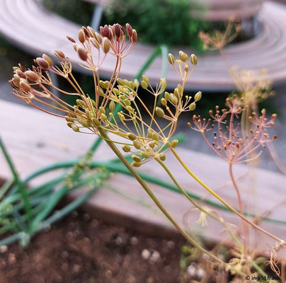 Anethum graveolens / Dill