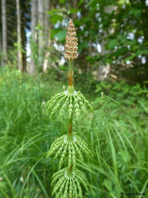 Equisetum sylvaticum / Wald-Schachtelhalm