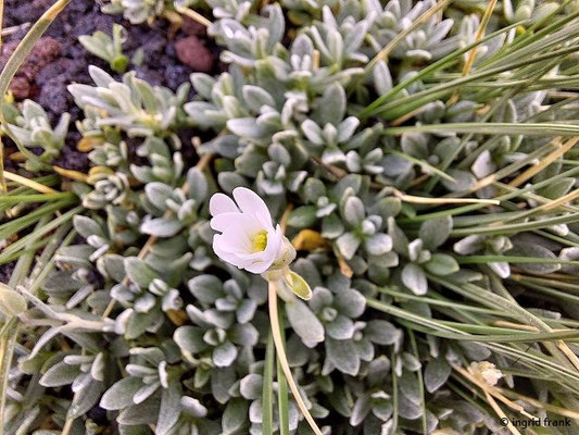 Cerastium tomentosum / Filziges Hornkraut (28.09.2025; Ätna)