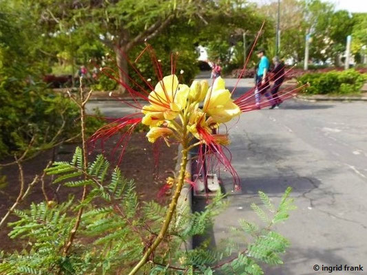Caesalpinia gilliesii / Paradiesvogelstrauch