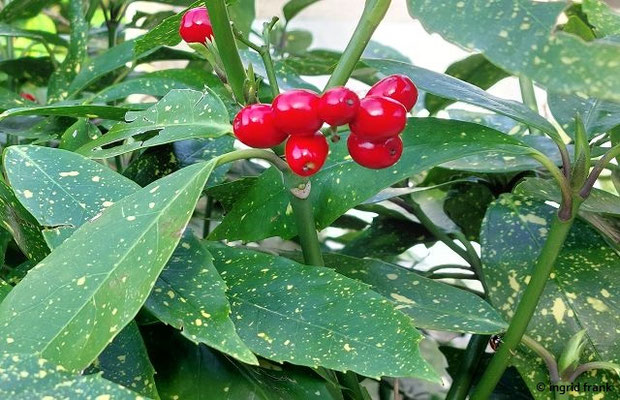 Aucuba japonica / Japanische Aucube, Fleckenlorbeer (08.02.2026; Paris, Friedhof Père Lachaire)
